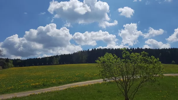 Waldrand hinter dem Ferienhaus