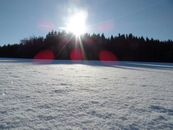 Waldrand hinter dem Ferienhaus